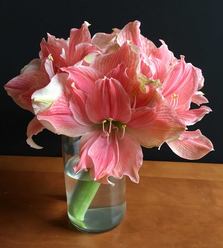 fleur amaryllis astuces comment conserver bouquet hippeastrum