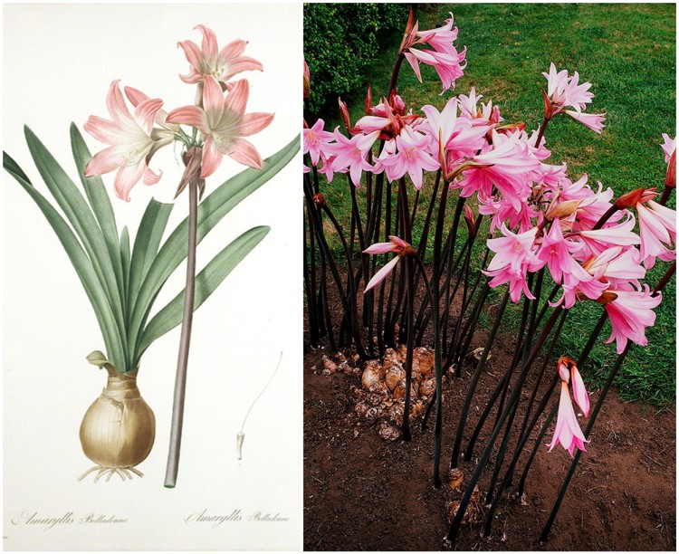 fleur amaryllis conseils utiles pour faire pousser jardinage