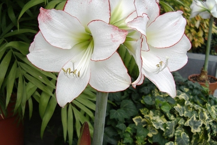 Fleur amaryllis - origines, variétés, plantation, entretien et floraison!