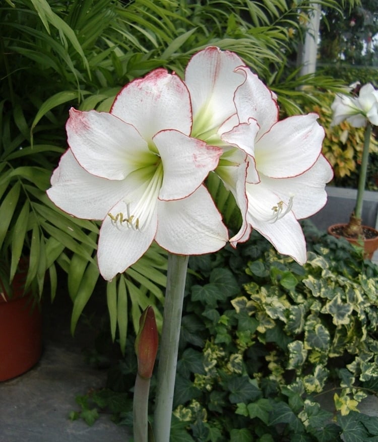 fleur amaryllis hippeastrum blanche vaiétés floraison entretien