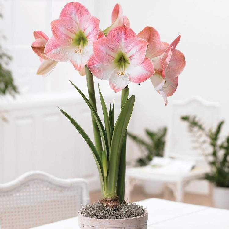 fleur amaryllis hippeastrum pot conseils entretien plantation floraison