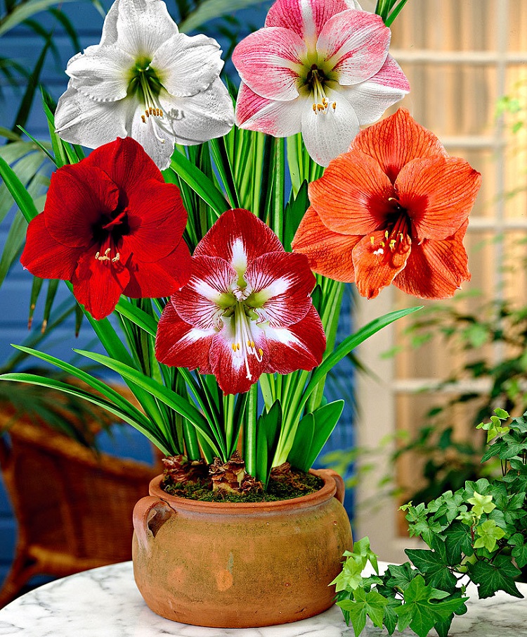 fleur amaryllis
