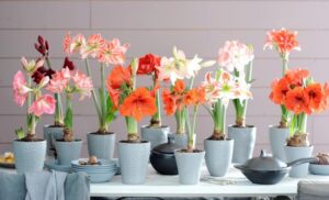 fleur amaryllis idées déco jardin intérieur hiver