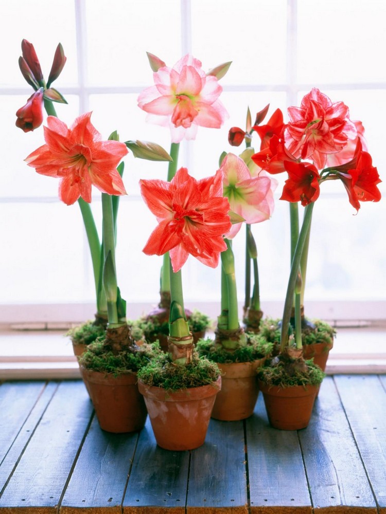 fleur amaryllis plante bulbes exotique conseils utiles plantation