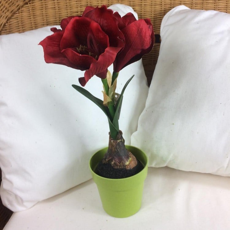 fleur amaryllis pot fleurs exotique conseils entretien