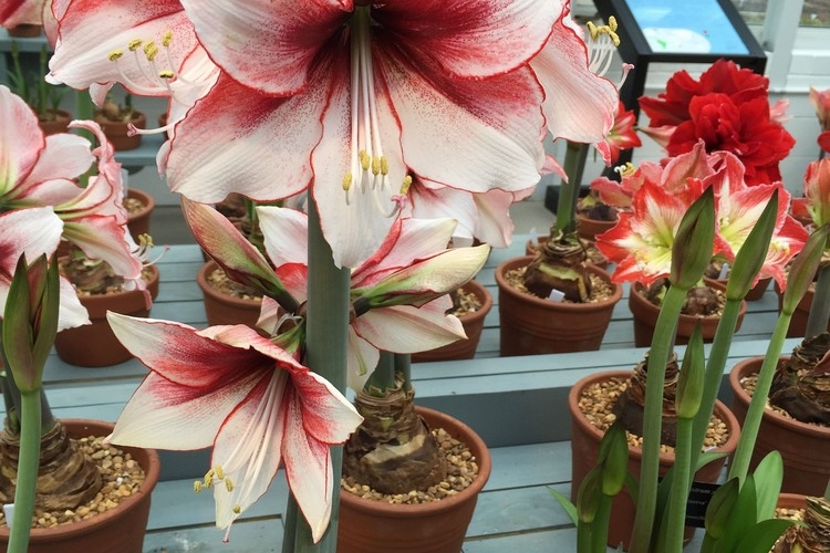Fleur amaryllis - origines, variétés, plantation, entretien et floraison!