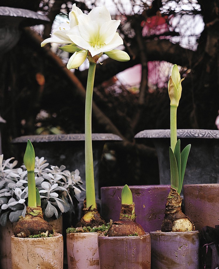 fleur amaryllis tout savoir idées déco conseils utiles jardinage