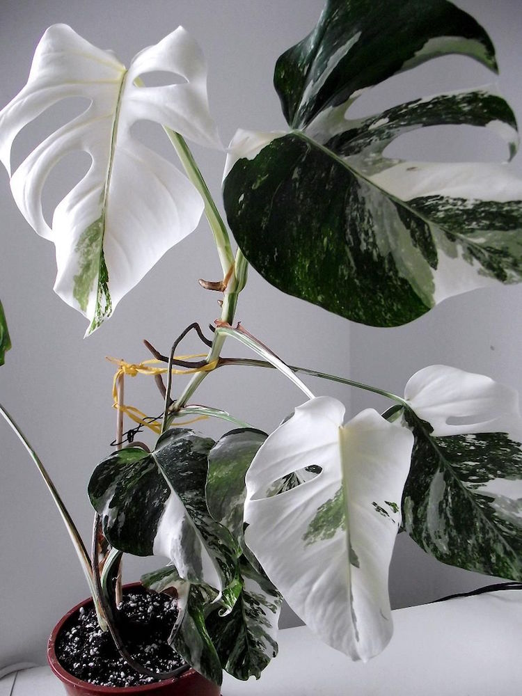 plantes a motifs monstera variegata feuilles blanches vertes
