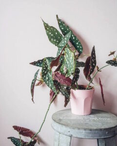 plantes a motifs taches blanches begonia maculata
