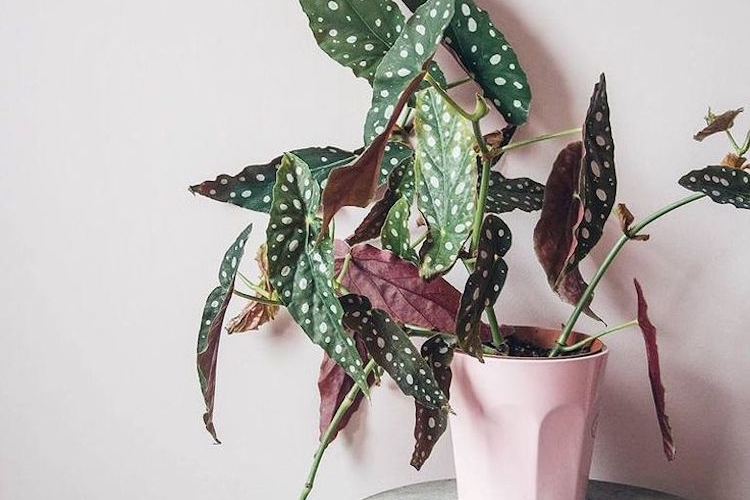 plantes a motifs taches blanches begonia maculata