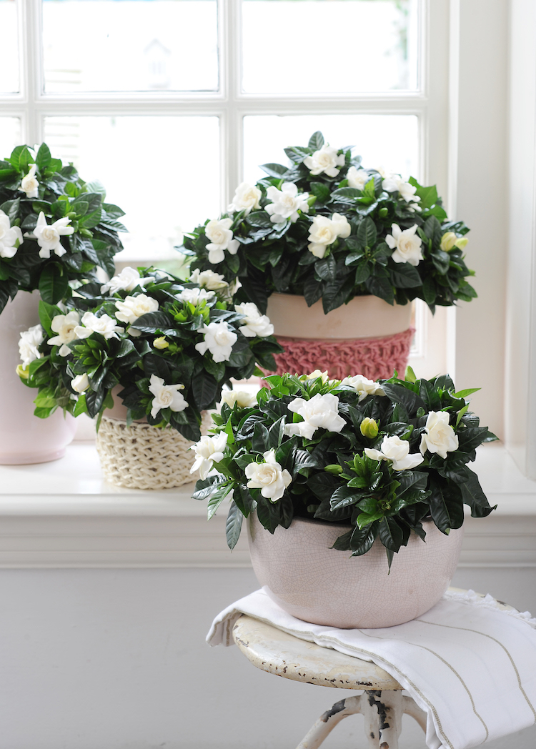 plantes pour rebord de fenetre gardenia blanc