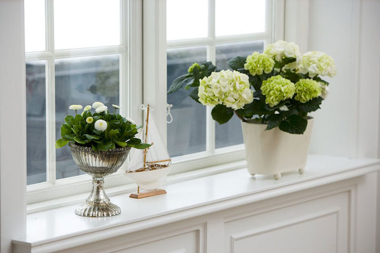 plantes pour rebord de fenetre hortensia blanc