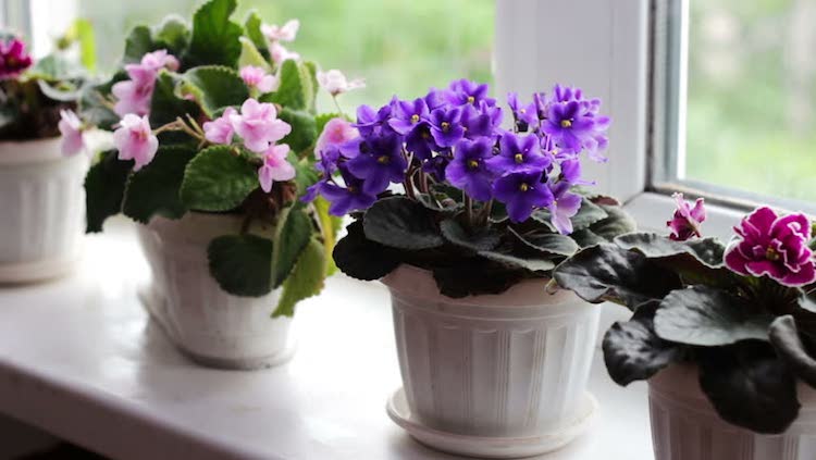 plantes pour rebord fenetre violettes africaines