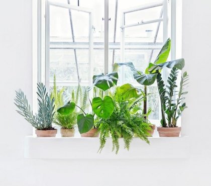 plantes vertes interieur rebord de fenetre