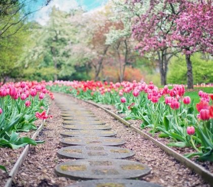 bordure pour jardin delimiter allee parterre tulipes