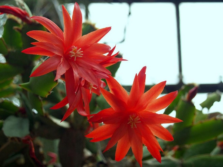 cactus de Pâques fleurs rouges