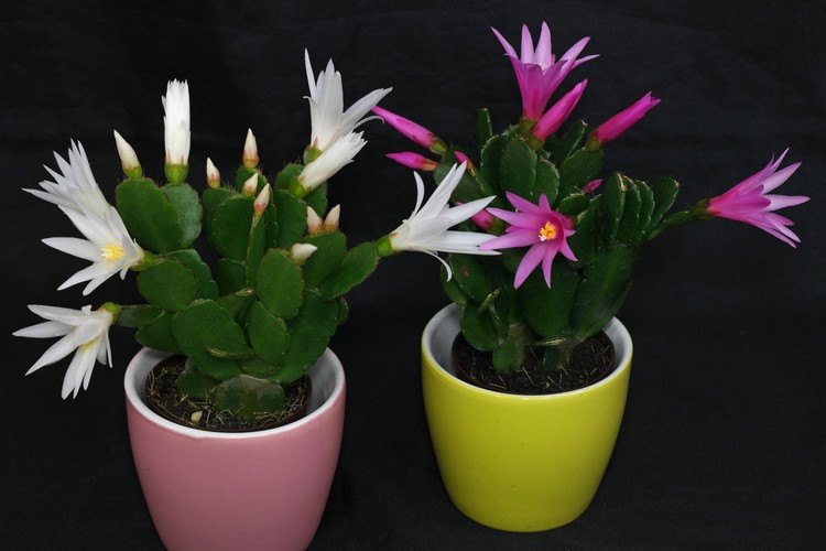 cactus de Pâques pots de fleurs sympas