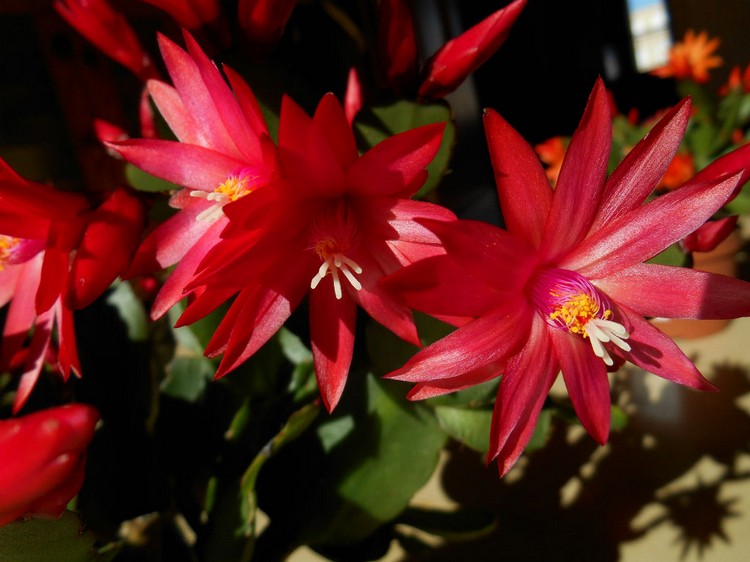 cactus de Pâques rouge