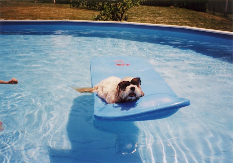 chien matelas gonflable piscine