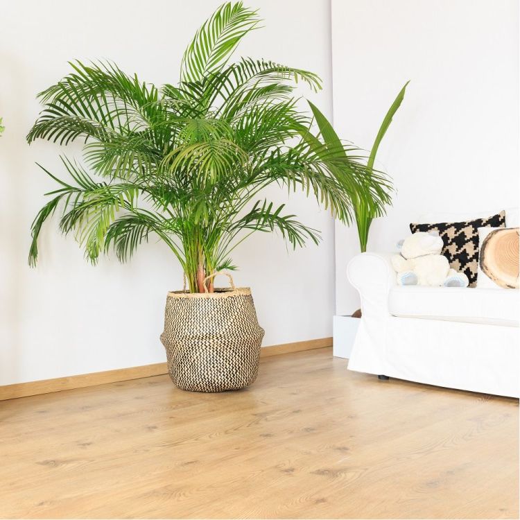 decoration tropicale palmier areca