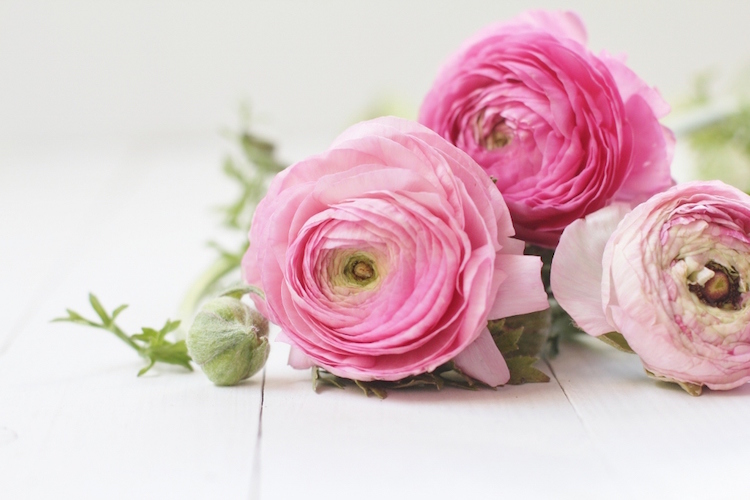 fleurs de mariage renoncules roses