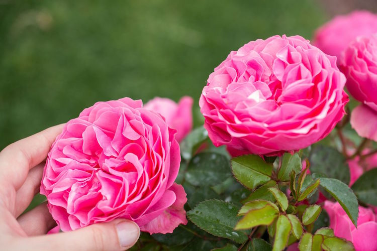 fleurs de mariage tendances 2018 roses localement cultivees
