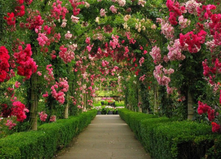 jardin romantique roses et verdure