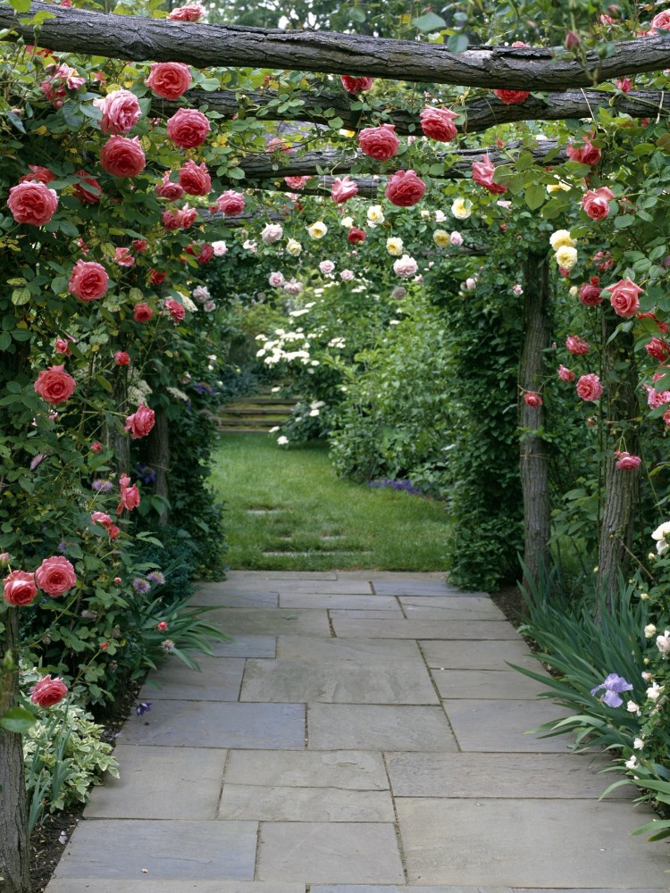 jardin romantique roses grimpantes