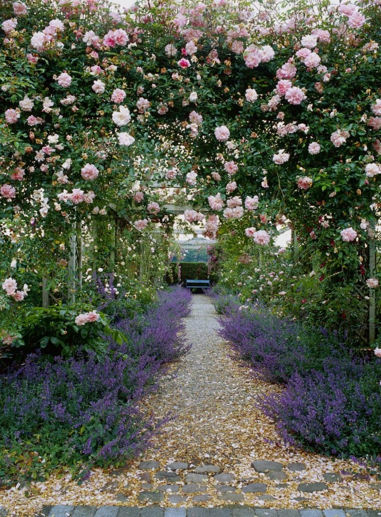 jardin romantique rosier grimpant