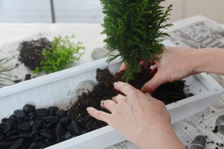 mini jardin japonais zen conentant conseils plants couvre sol exotique idée DIY jardinage