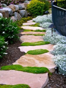 plantes couvre-sol mousse d'Irlande
