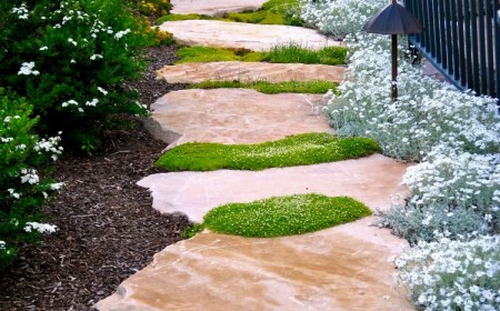 plantes couvre-sol mousse d'Irlande