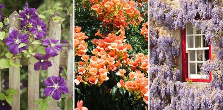 12 plantes grimpantes à croissance rapide dotées de fleurs magnifiques