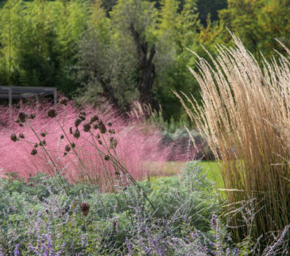 Muhlenbergia capillaris rose et autres graminées ornementales