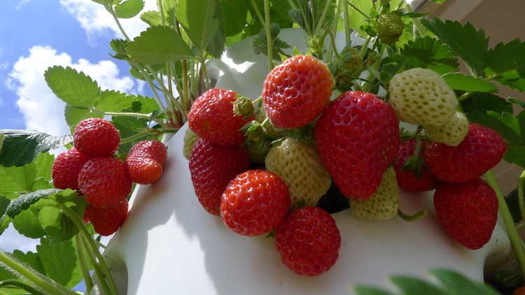 comment cultiver des fraises en pot balcon fraises sucrees