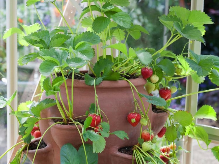 comment cultiver des fraises en pot culture regles or