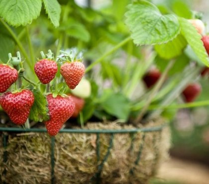 comment cultiver des fraises en pot fruits sucres