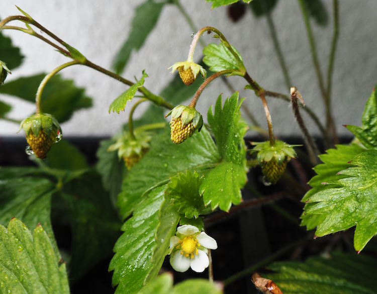comment cultiver des fraises en pot fruits verts fleurs blanches