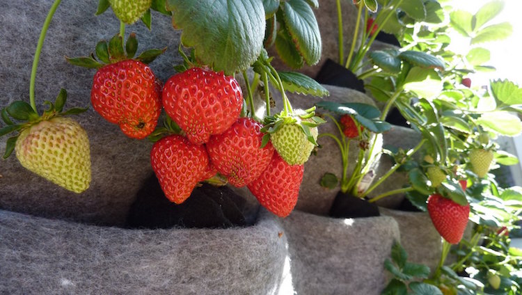 comment cultiver des fraises en pot jardin vertical balcon