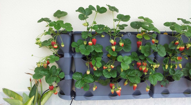 comment cultiver des fraises en pot mini jardin vertical moderne