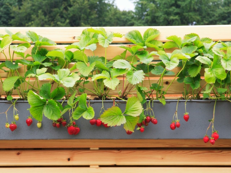 comment cultiver des fraises en pot pour balcon