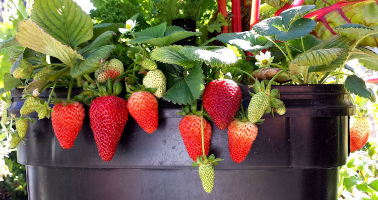comment cultiver des fraises en pot sur balcon