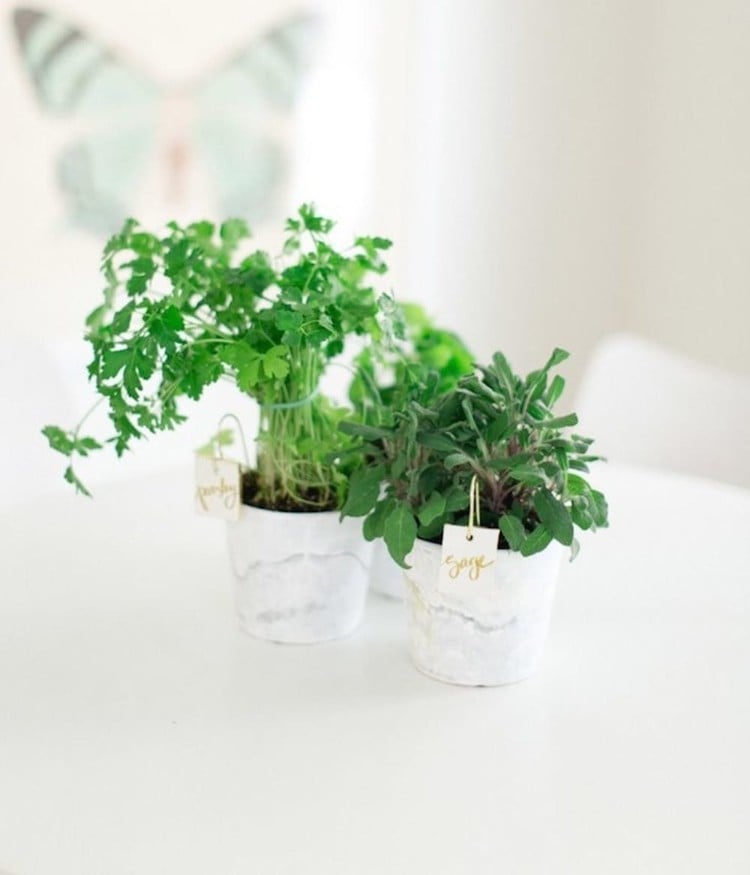 cultiver des plantes aromatiques petit jardin minimaliste dans la cuisine