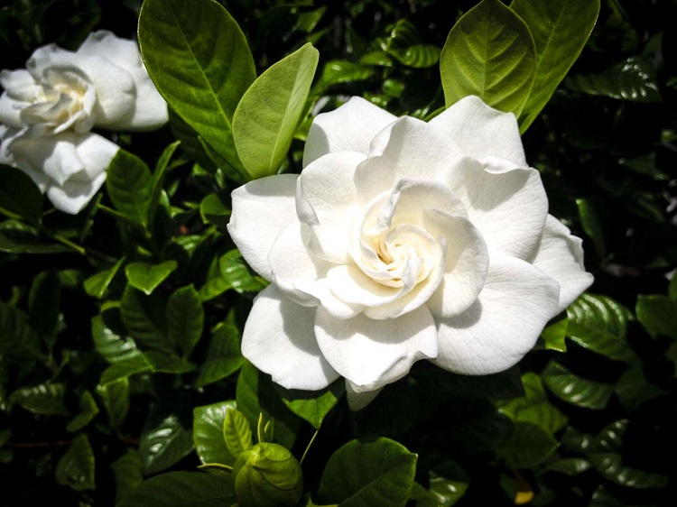 Fleur gardénia: tout savoir sur cette plante splendide au parfum divine
