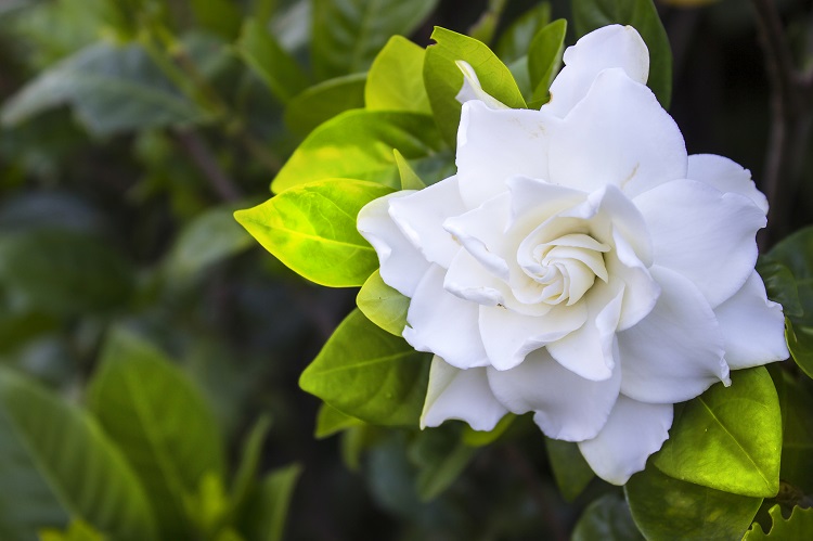 Fleur gardénia: tout savoir sur cette plante splendide au parfum divine