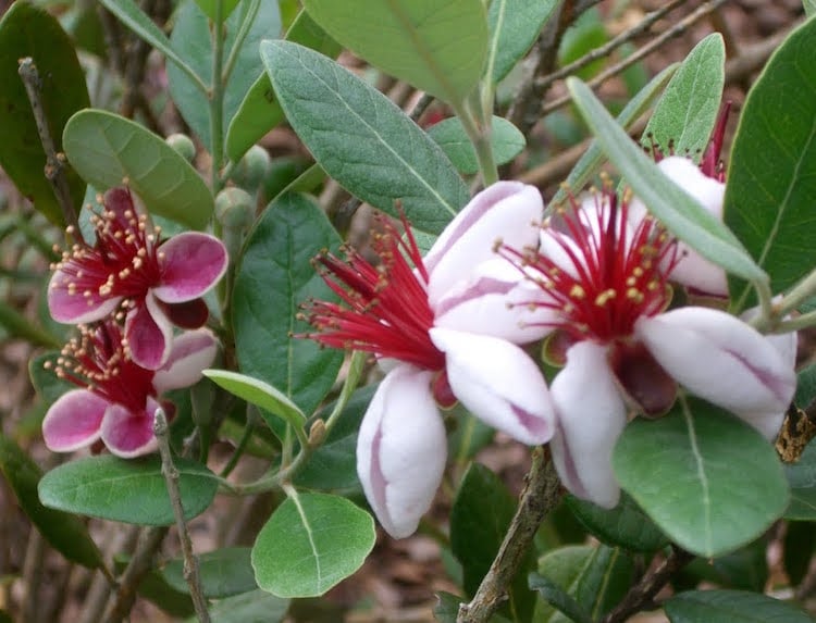 fleurs comestibles du Goyavier du Brésil même goût que les fruits