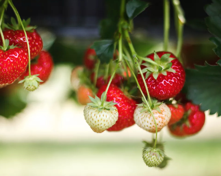 fraises cultiver pot balcon