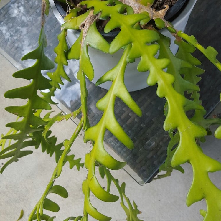 idée de plante verte d'intérieur - Selenicereus Anthonyanus