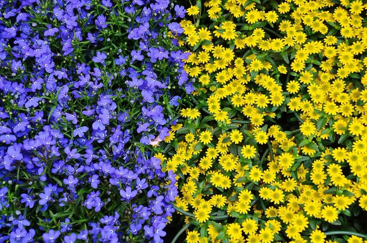 Jardin bleu et jaune - une association qui marchera à tous les coups!