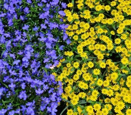 jardin bleu jaune conseils plantation association nuances création contraste espace extérieur